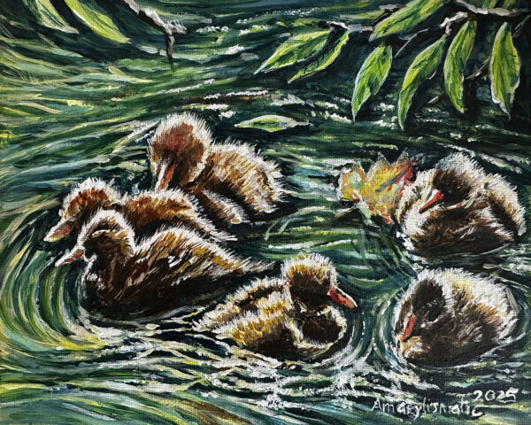Ducklings Swimming
